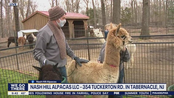 Bob on the Job: Alpaca Trainer