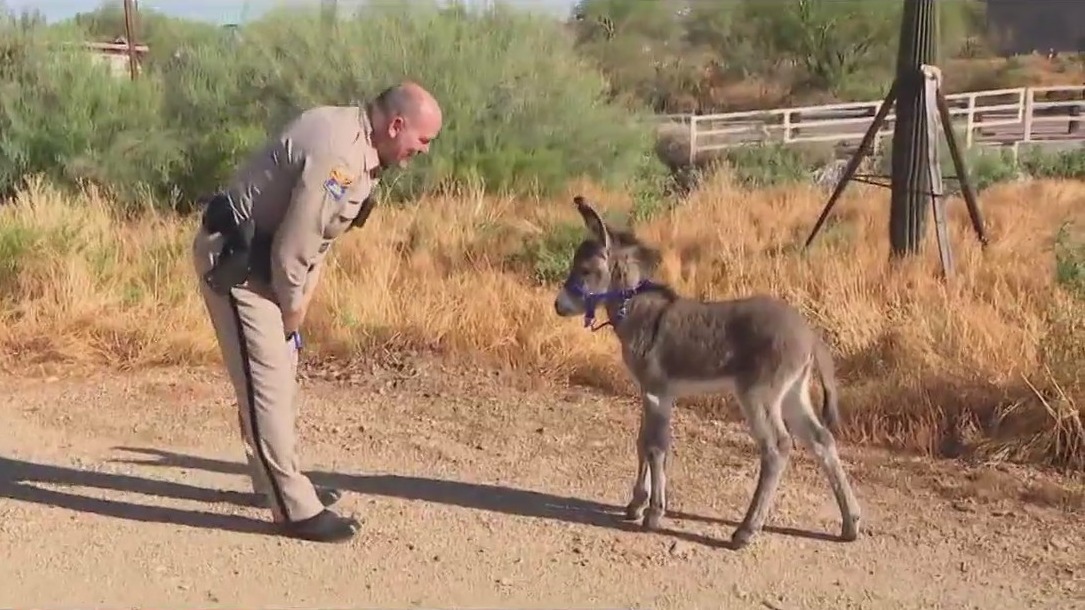 Little burro rescued by Arizona DPS trooper