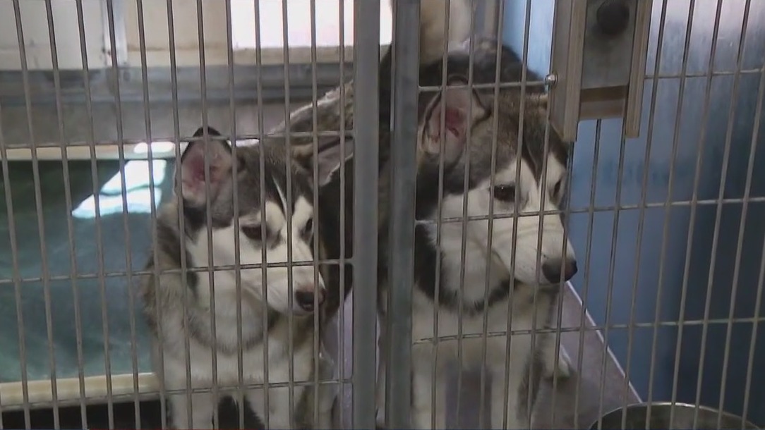 Huskies looking for 'furever' homes
