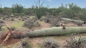 Nearly 1,200 saguaros toppled in southern Arizona