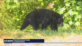 Bear in Sammamish