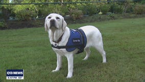 Bothell organization looking to match new service dog with veteran in need