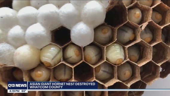 Asian giant hornet nest destroyed in Washington state