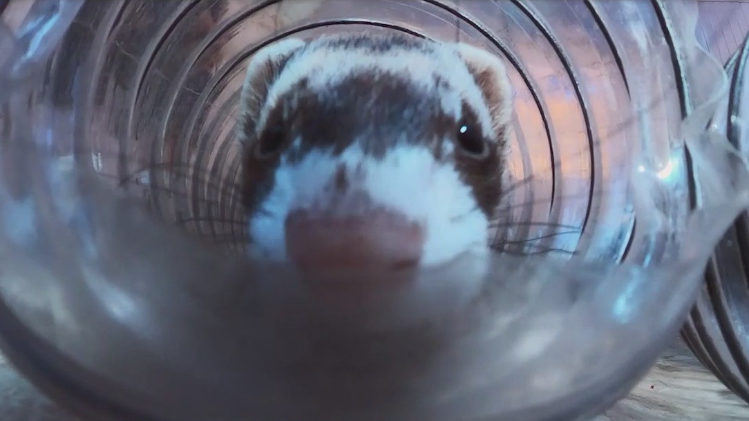 AZ woman operates ferret rescue