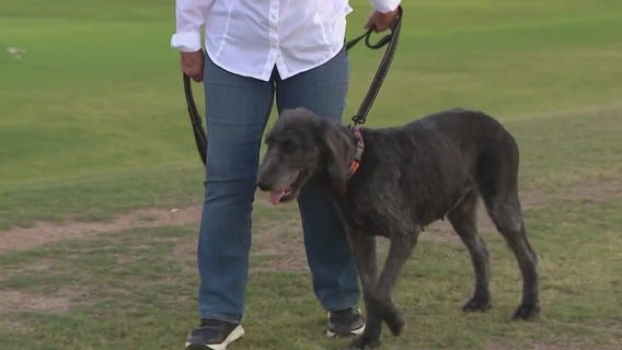 Dog seized from Gilbert home needed surgery