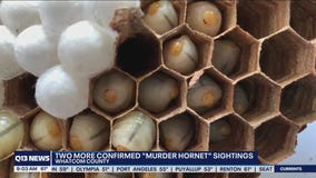 2 more confirmed murder hornet sightings in Washington