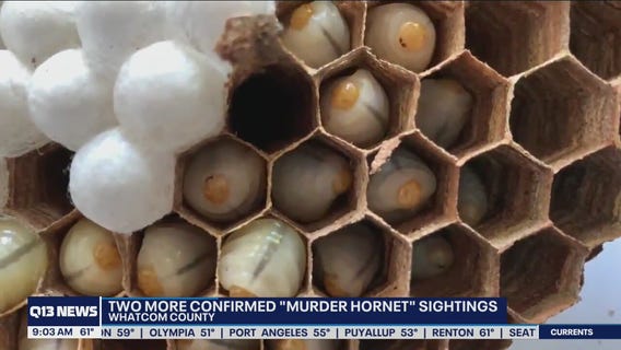2 more confirmed murder hornet sightings in Washington