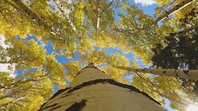 Visitors head north to see Arizona fall colors