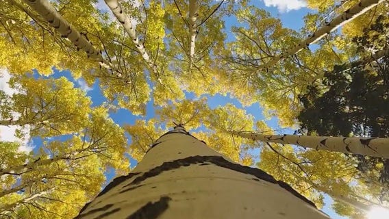 Visitors head north to see Arizona fall colors