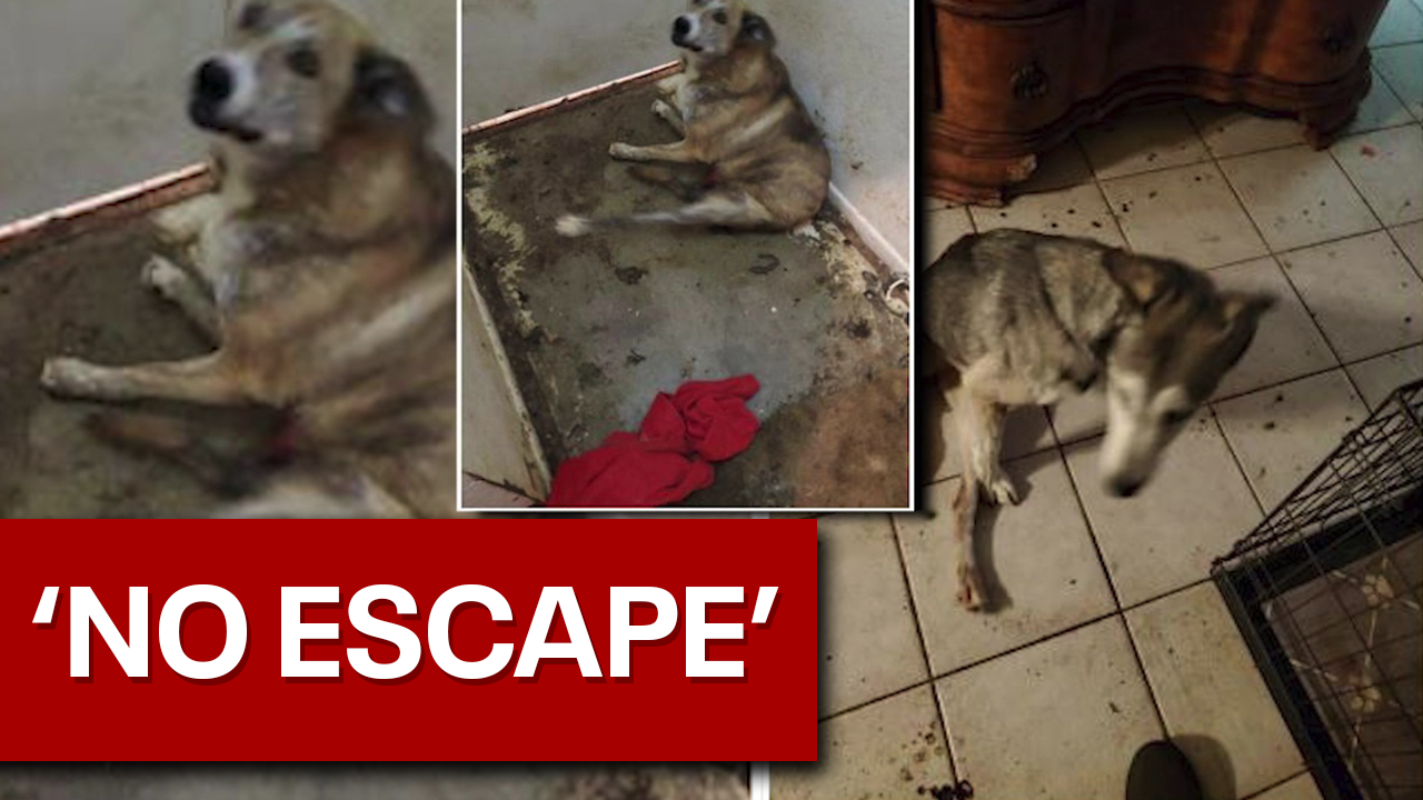 ?Biohazard' revealed at home of animal abuse suspect