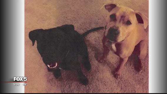 Man sentenced 6 months for animal cruelty of 2 pit bull puppies