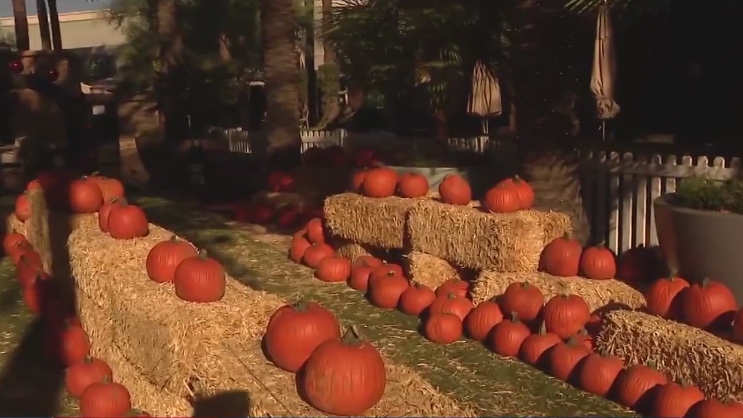 Pumpkin patch event at Phoenix area mall