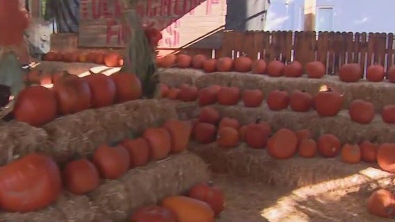 Fall Fun: Tolmachoff Farms Pumpkin Days