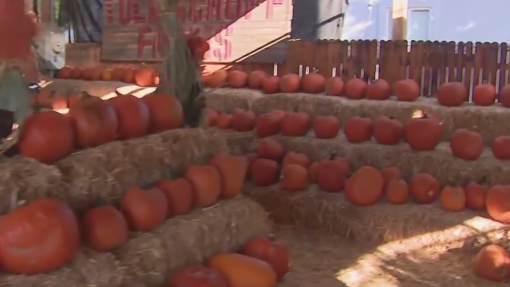 Fall Fun: Tolmachoff Farms Pumpkin Days