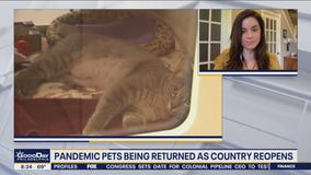 Pandemic pets are being returned as country reopens