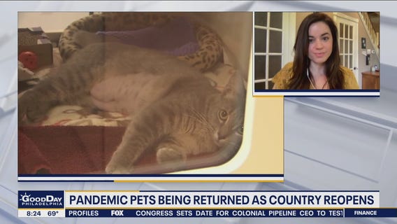 Pandemic pets are being returned as country reopens