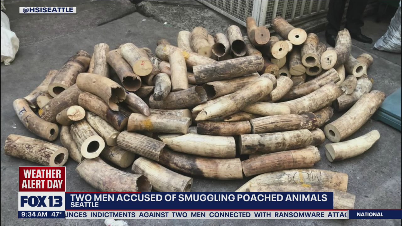 Police: 2 men arrested in Edmonds for trying to sell $3.5M worth of poached ivory, rhino horn