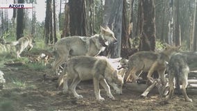Mexican wolf population grows for 8th straight year