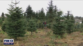 Summer heatwave impacts Christmas tree crop