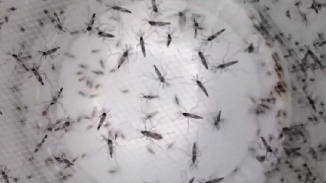 Mosquitoes: Warm weather brings huge uptick