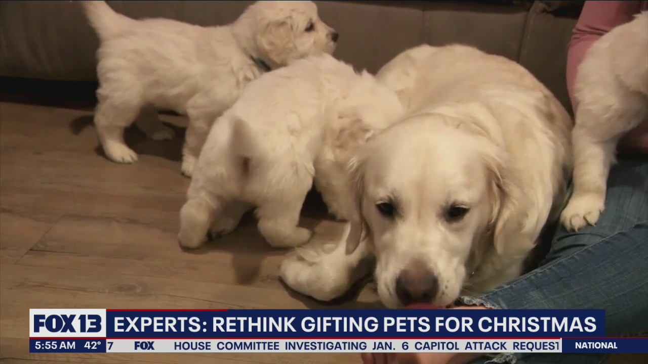 Experts say to rethink gifting pets for Christmas
