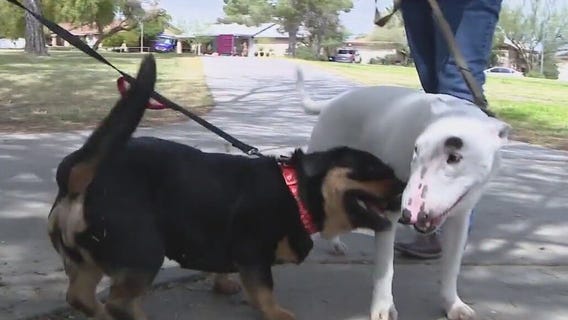 SOUL animal rescue works to give pets a second chance