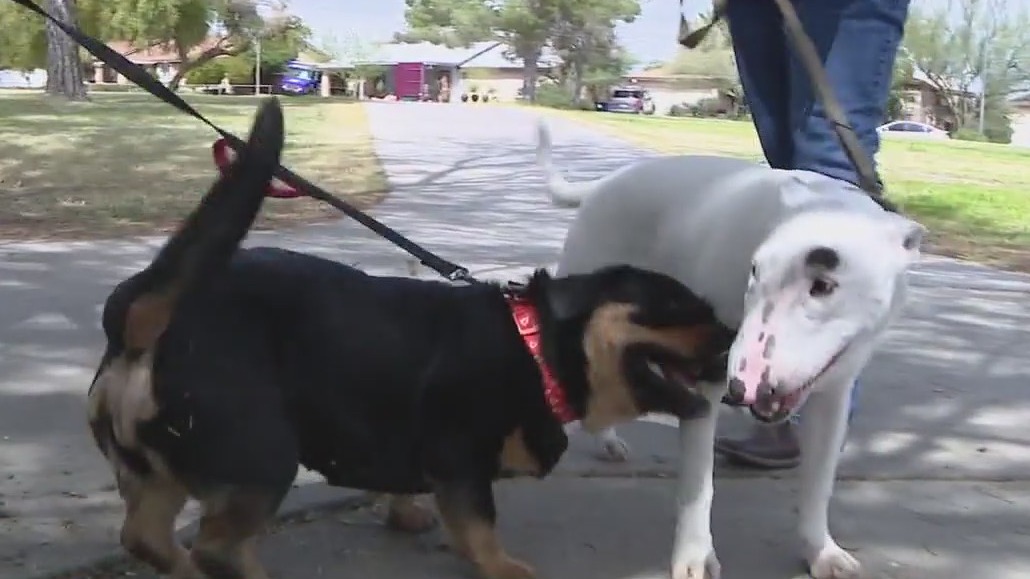 SOUL animal rescue works to give pets a second chance