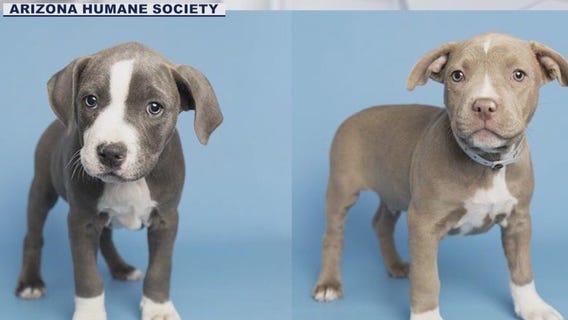 First AHS puppy litter of the year up for adoption
