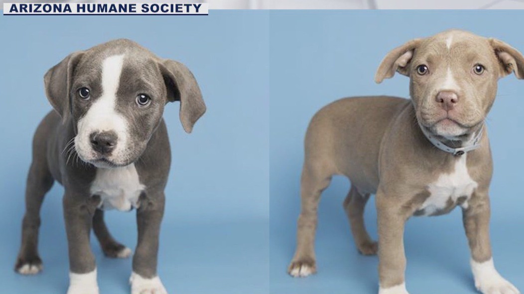First AHS puppy litter of the year up for adoption