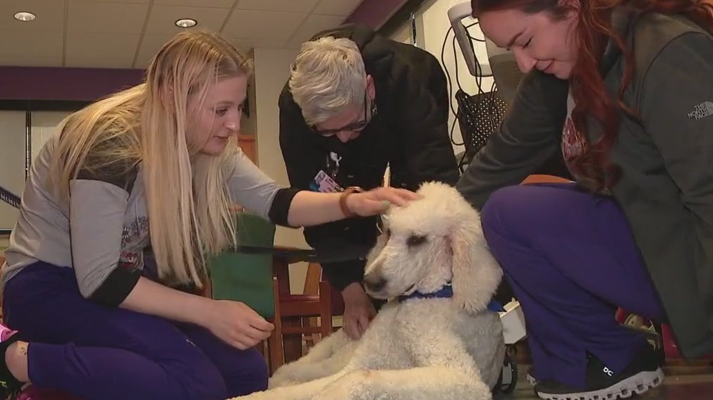 Meet Banner Thunderbird's newest addition, Gumby