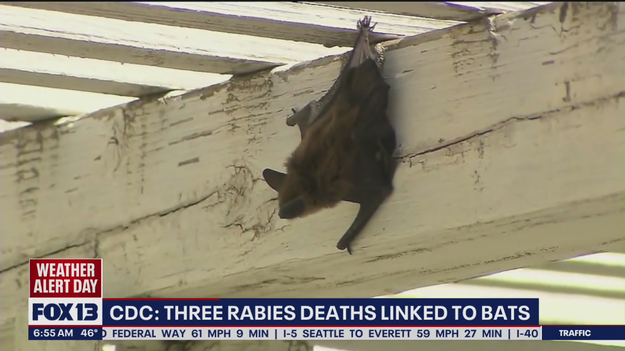 3 rabies deaths linked to bats