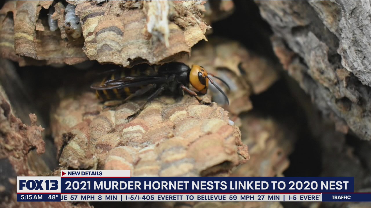 2021 murder hornet nests linked to 2020 nest