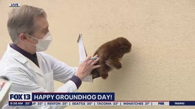 Happy Groundhog Day: Will FOX 13's mountain beaver see her shadow?