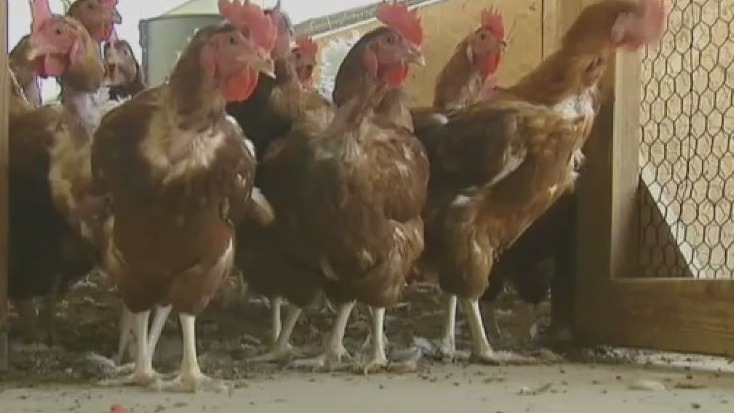 Why has California declared a state of emergency over bird flu | KTVU FOX 2