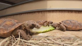 Arizona tortoises looking for forever homes