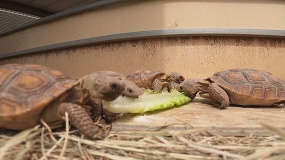 Arizona tortoises looking for forever homes