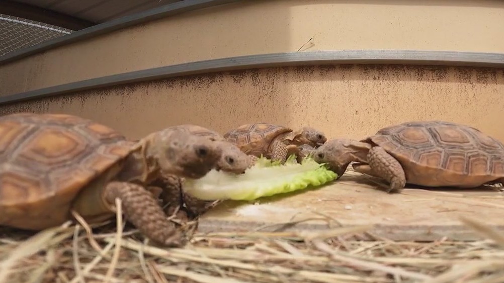 Arizona tortoises looking for forever homes