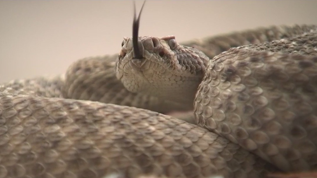 Boy bitten by rattlesnake along Scottsdale trail