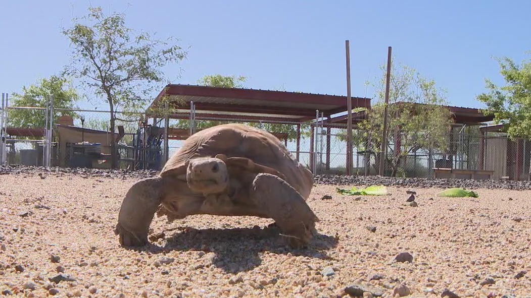 Sonoran Desert tortoises: How to give them good homes