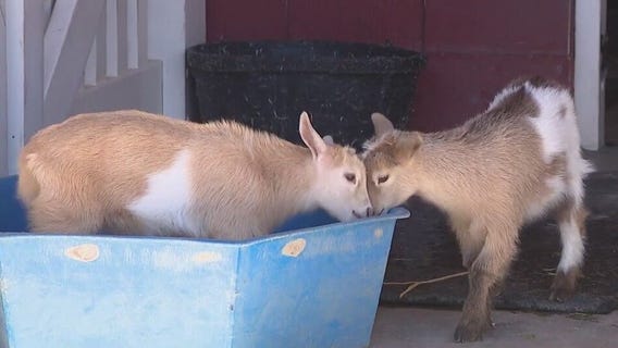 Who's the goat? Vote to name new goat babies at Phoenix Zoo