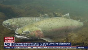 Sport fishing closed to save coastal steelhead