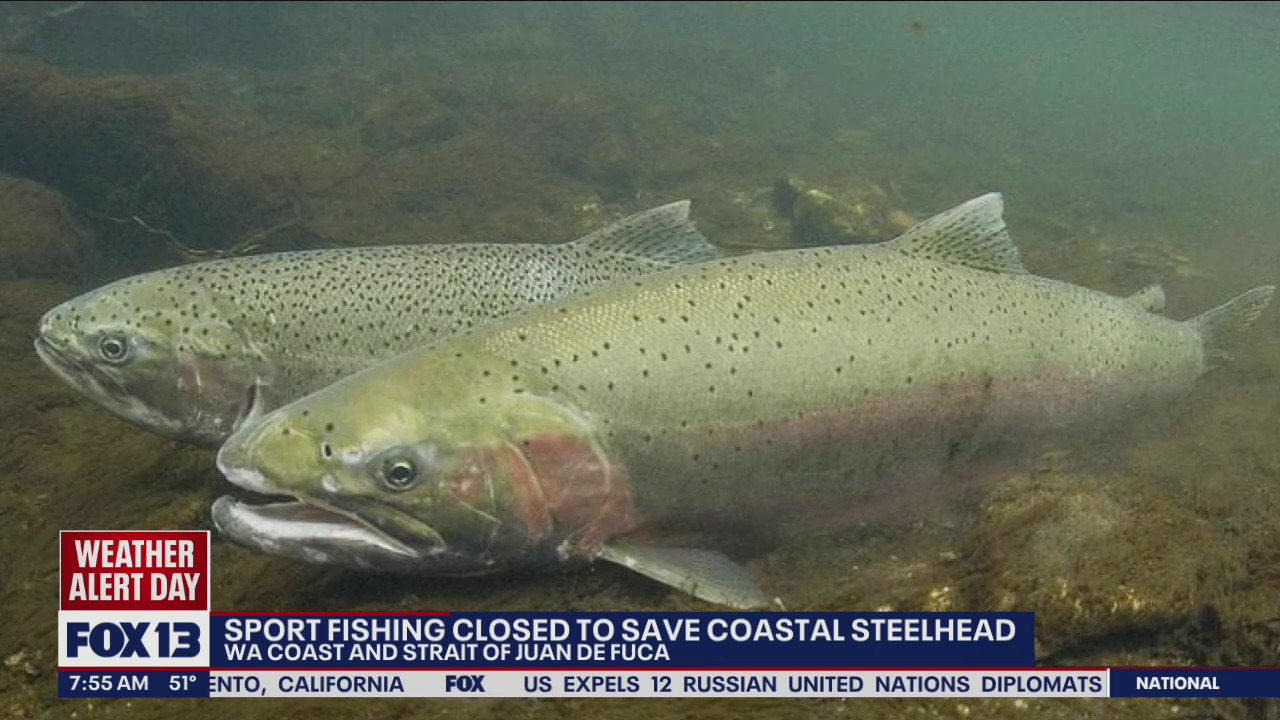 Sport fishing closed to save coastal steelhead