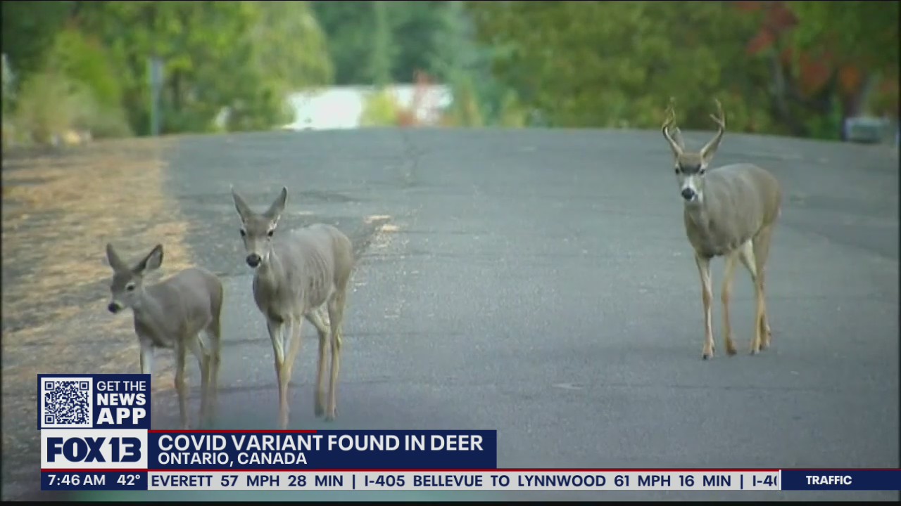 Scientists find COVID variant in deer