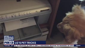 Liz?s Pet Tricks for Friday, March 4