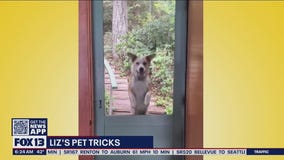 Liz?s Pet Tricks for Thursday, March 3