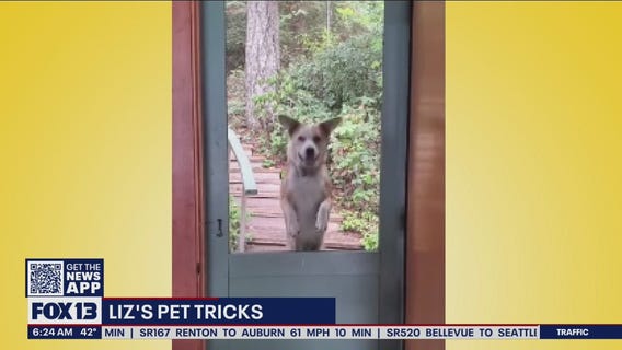 Liz?s Pet Tricks for Thursday, March 3