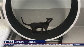 Liz?s Pet Tricks for Wednesday, March 2