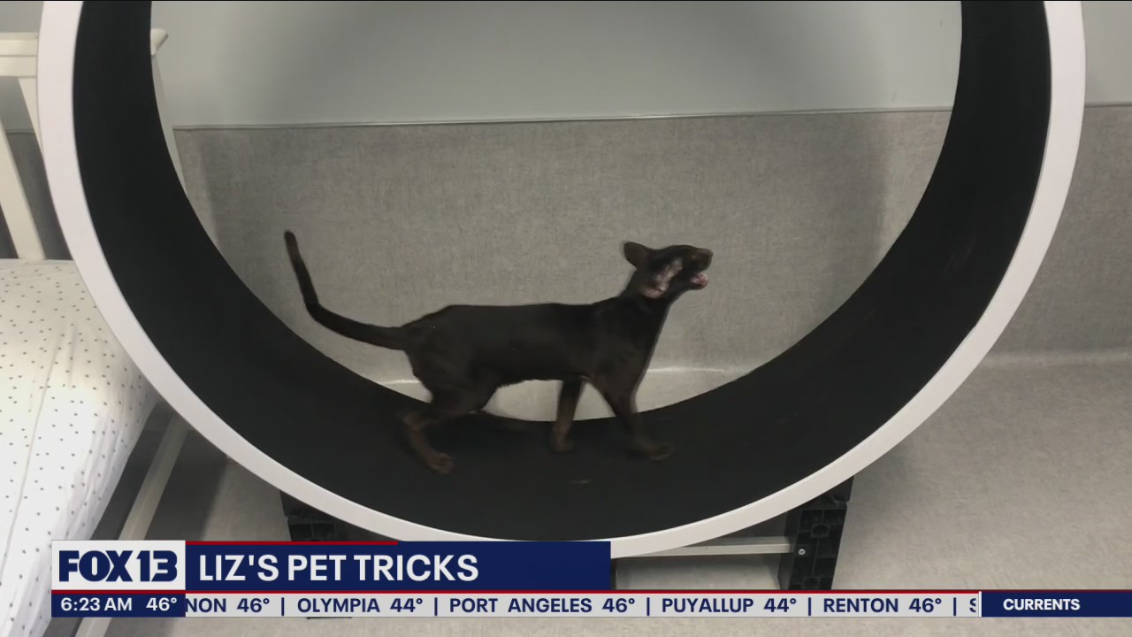 Liz?s Pet Tricks for Wednesday, March 2