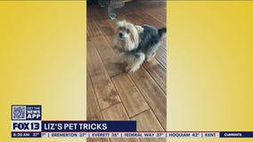Liz?s Pet Tricks for Wednesday, March 9