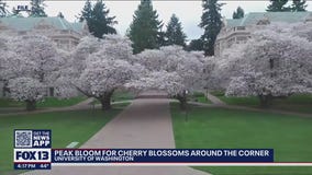 Cherry blossoms at UW: Peak bloom expected mid-March